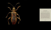 Microsculpture