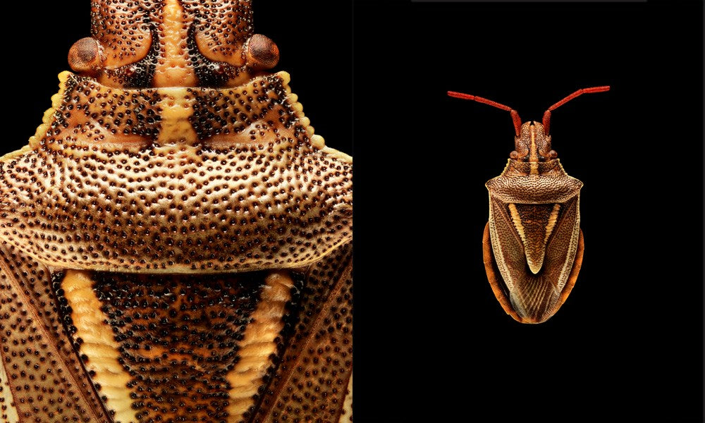 Microsculpture