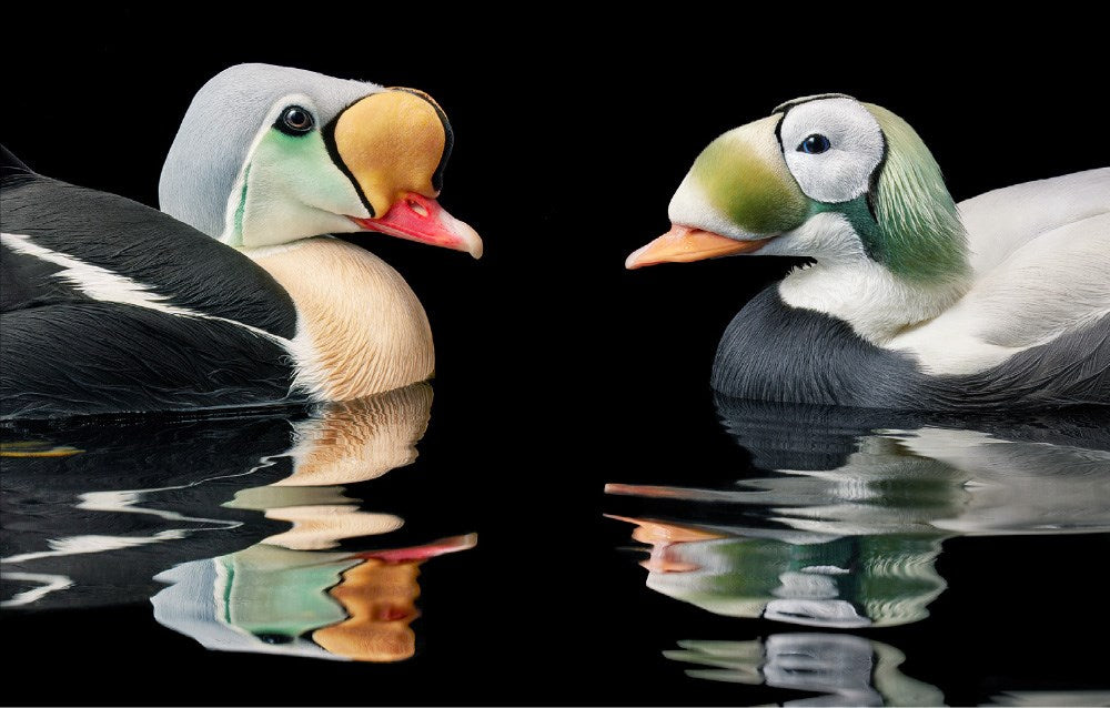 Birds