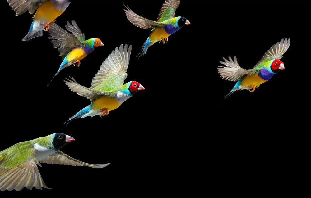 Birds
