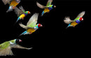 Birds