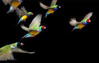 Birds