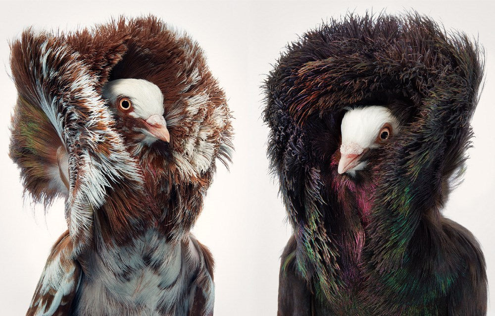 Birds