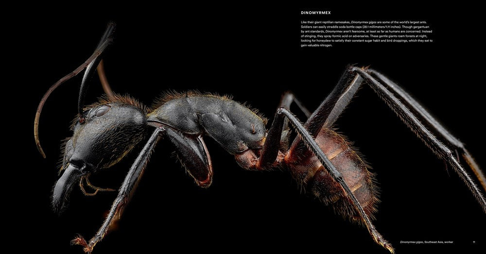 Ants