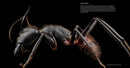 Ants
