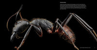 Ants