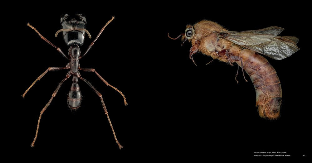Ants