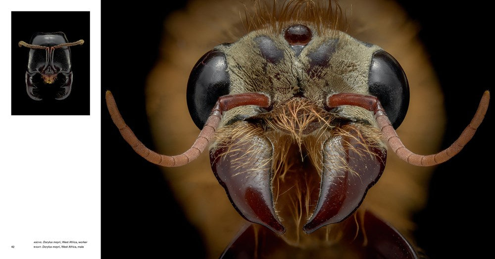 Ants