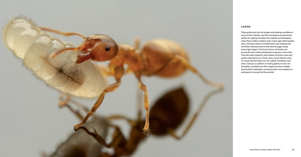 Ants