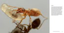 Ants