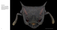 Ants