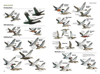 National Geographic Field Guide to the Birds of North America, 7th Edition