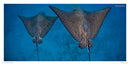 100 Dives of a Lifetime: The World's Ultimate Underwater Destinations (100 of a Lifetime)