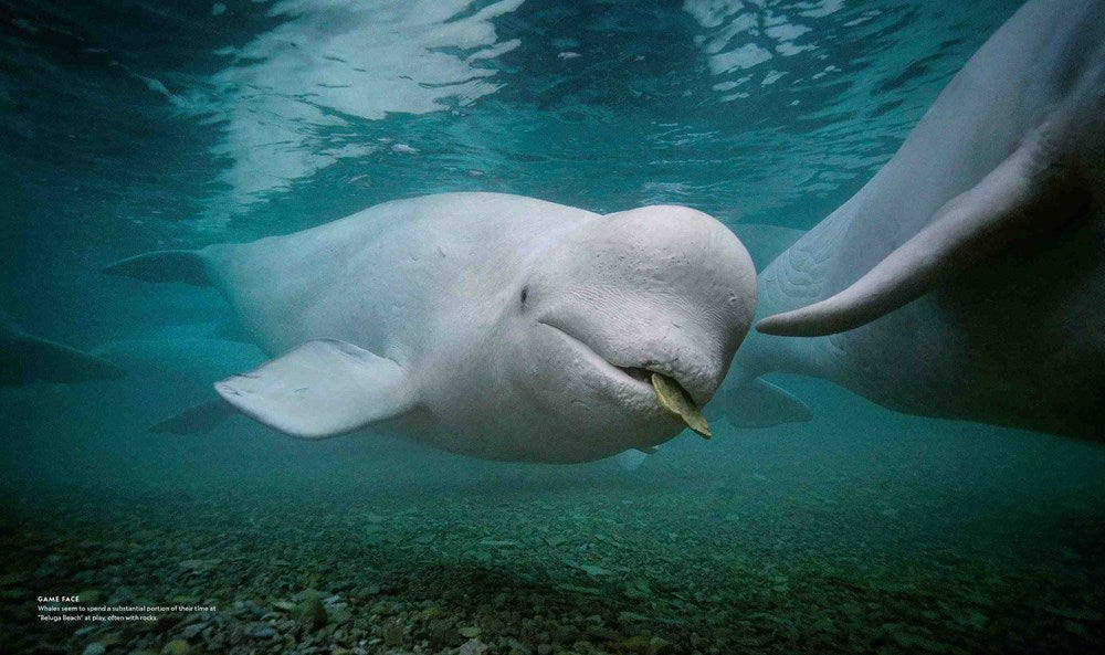 Secrets of the Whales