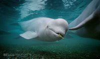 Secrets of the Whales
