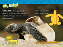Sea Turtles (National Geographic Kids Readers, Level 2)