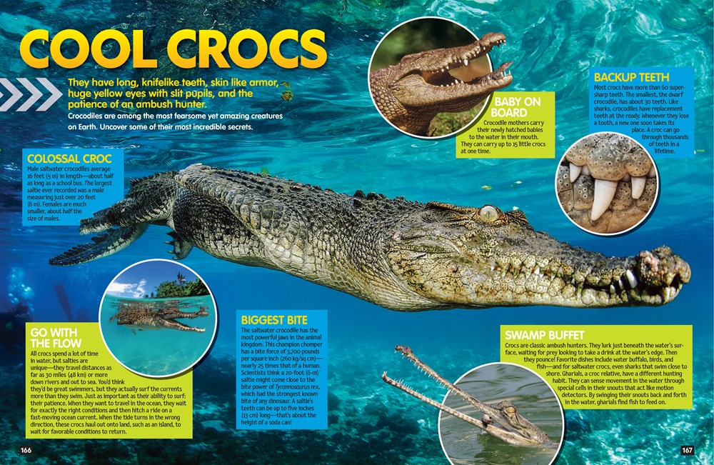 The Coolest Stuff on Earth: A Closer Look at the Weird, Wild, and Wonderful (National Geographic Kids)
