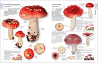 Mushrooms: How to Identify and Gather Wild Mushrooms and Other Fungi