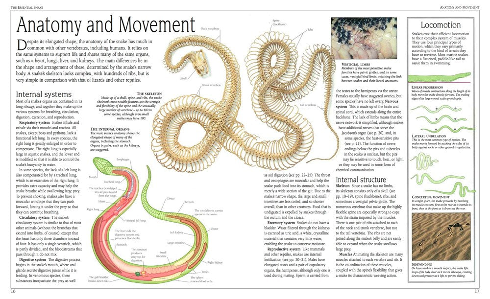 Snake: The Essential Visual Guide