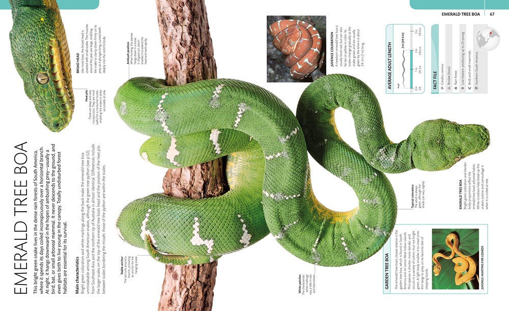 Snake: The Essential Visual Guide