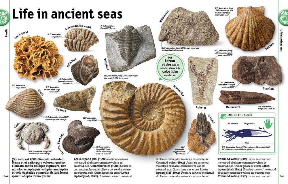 The Rock and Gem Book: And Other Treasures of the Natural World (DK Our World in Pictures)