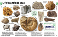 The Rock and Gem Book: And Other Treasures of the Natural World (DK Our World in Pictures)