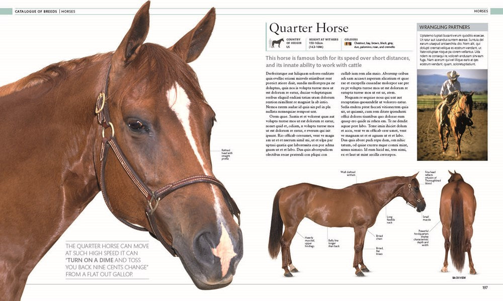 The Horse Encyclopedia (DK Pet Encyclopedias)