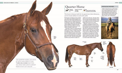 The Horse Encyclopedia (DK Pet Encyclopedias)