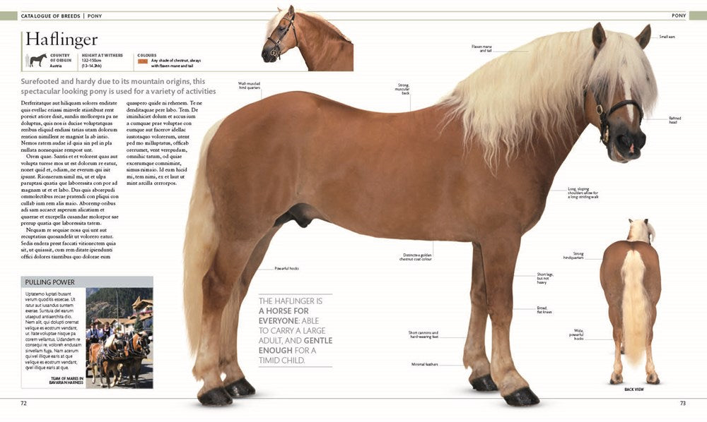 The Horse Encyclopedia (DK Pet Encyclopedias)