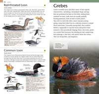 American Museum of Natural History: Pocket Birds of North America, Eastern Region