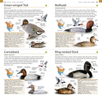 American Museum of Natural History: Pocket Birds of North America, Eastern Region
