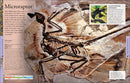 Dinosaurs: A Visual Encyclopedia, 2nd Edition (DK Children's Visual Encyclopedias)