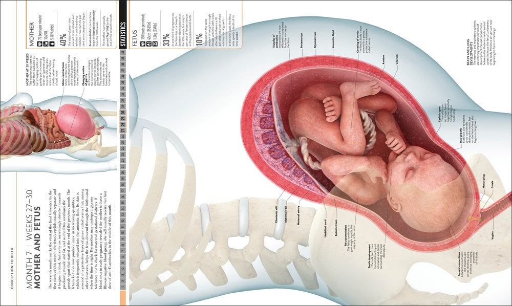 The Science of Pregnancy