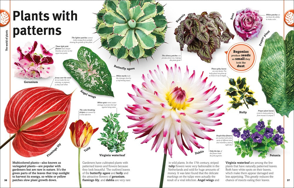 Trees, Leaves, Flowers and Seeds: A Visual Encyclopedia of the Plant Kingdom (DK Our World in Pictures)