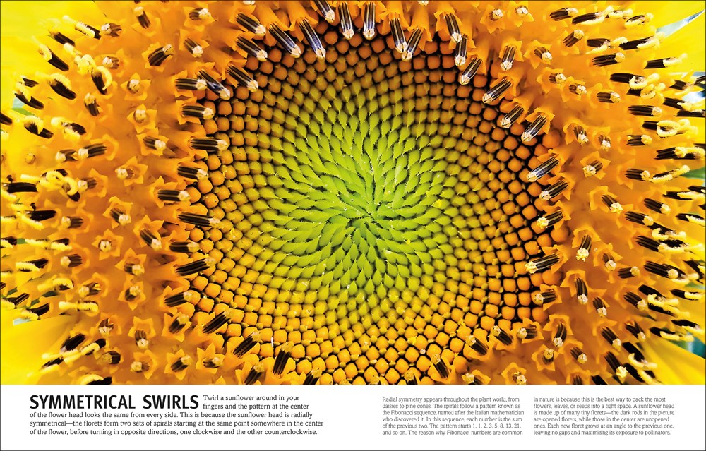 Trees, Leaves, Flowers and Seeds: A Visual Encyclopedia of the Plant Kingdom (DK Our World in Pictures)