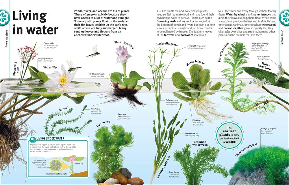 Trees, Leaves, Flowers and Seeds: A Visual Encyclopedia of the Plant Kingdom (DK Our World in Pictures)