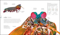 Zoology: Inside the Secret World of Animals (DK Secret World Encyclopedias)