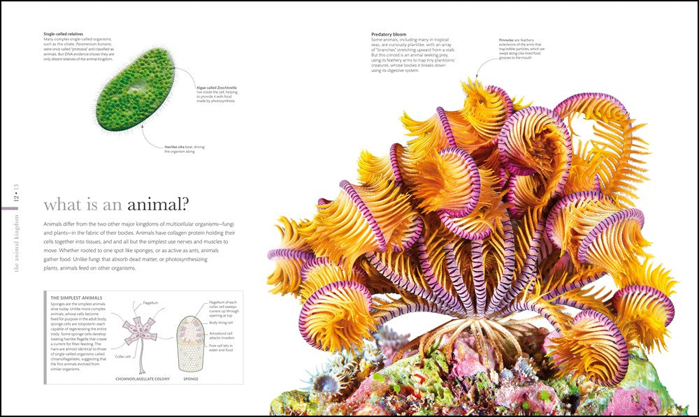 Zoology: Inside the Secret World of Animals (DK Secret World Encyclopedias)