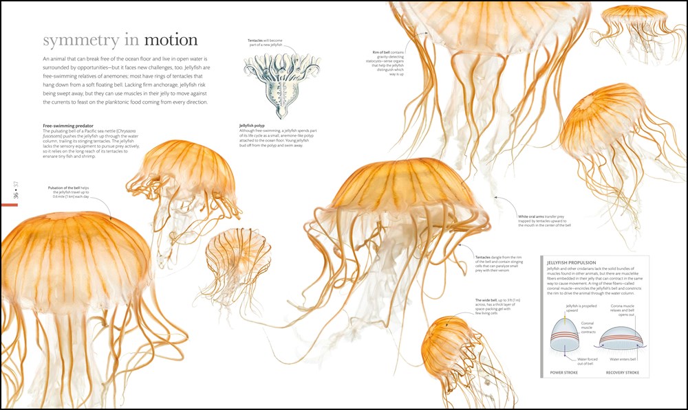 Zoology: Inside the Secret World of Animals (DK Secret World Encyclopedias)