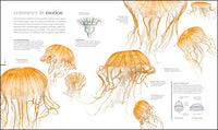 Zoology: Inside the Secret World of Animals (DK Secret World Encyclopedias)