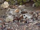 Rockhounding Nevada