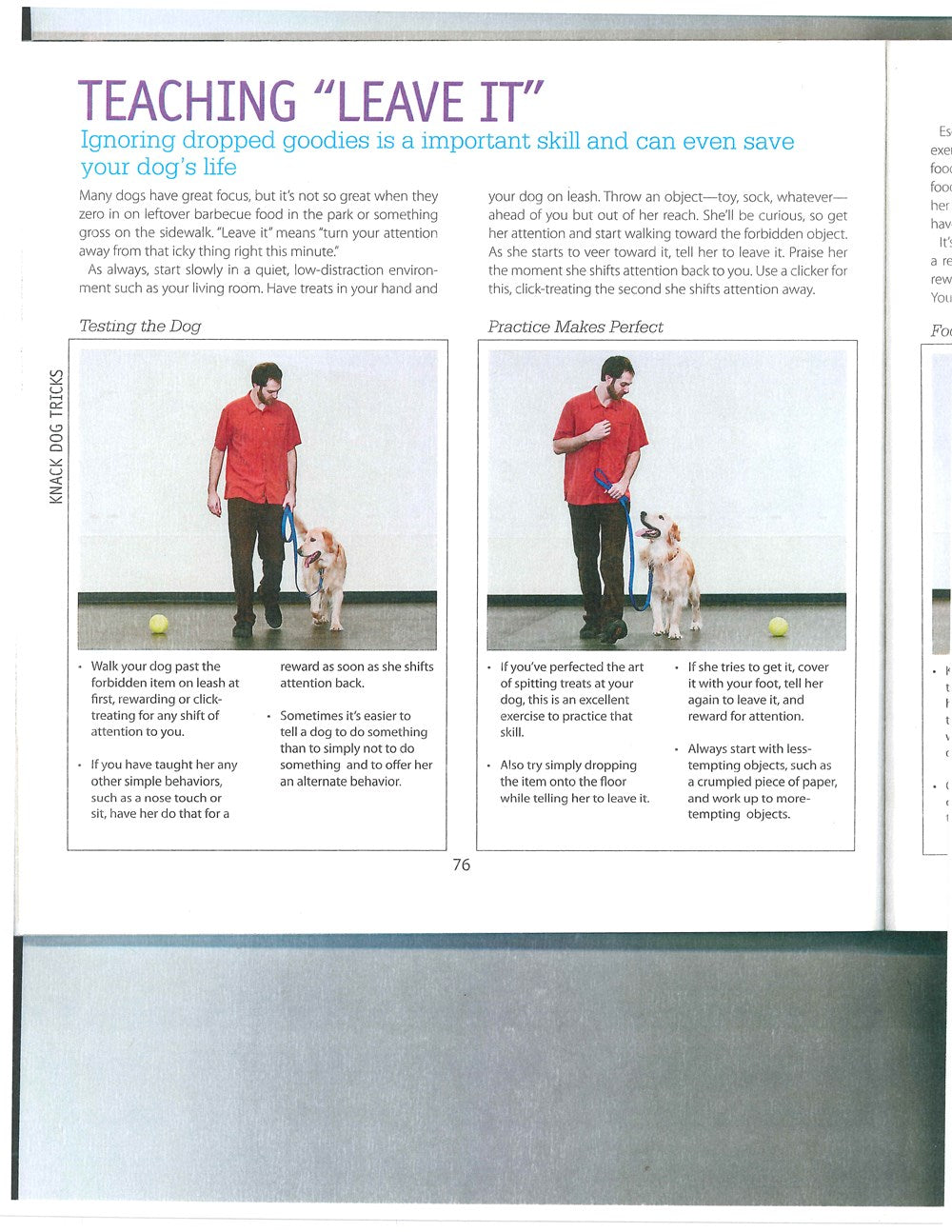 Dog Tricks Even You Can Teach Your Pet