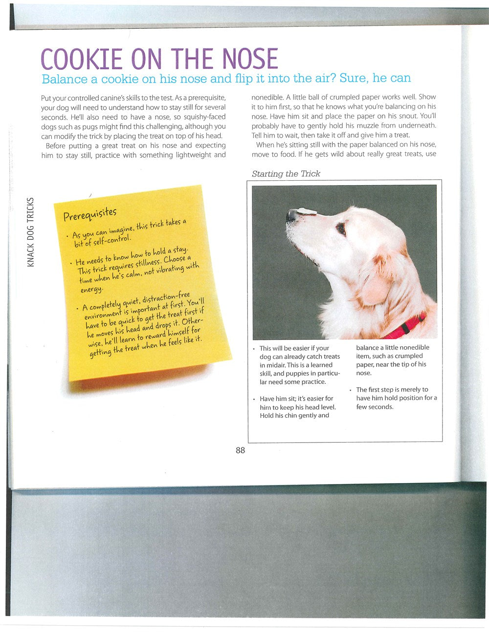 Dog Tricks Even You Can Teach Your Pet