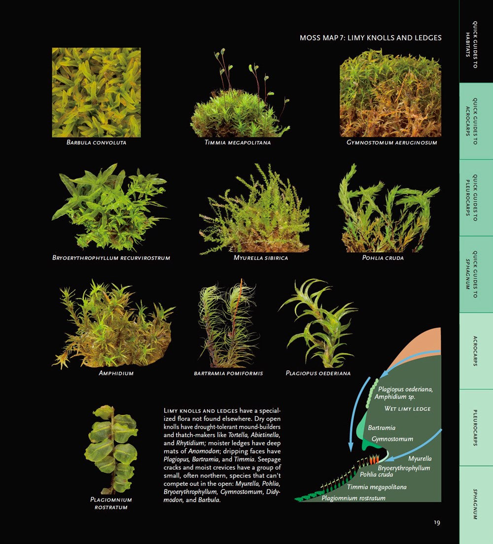 Mosses of the Northern Forest