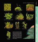 Mosses of the Northern Forest