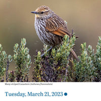 Audubon Birds Page-A-Day Calendar 2023