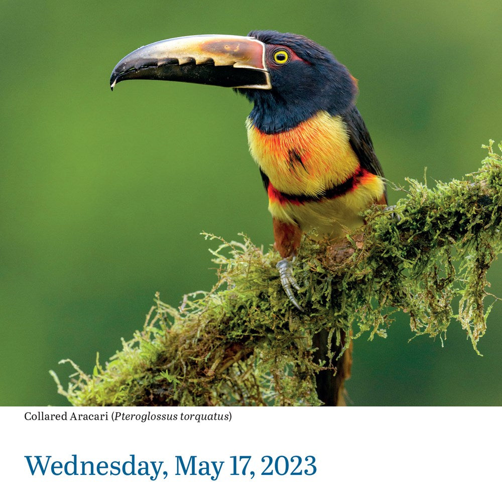 Audubon Birds Page-A-Day Calendar 2023