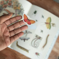 Cabinet of Curiosities: Over 1,000 Curated Stickers from the Fascinating Collections of the Smithsonian