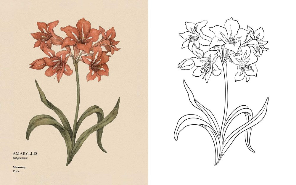 Floriography: An Illustrated Guide to the Victorian Language of Flowers (Volume 1) (Hidden Languages)