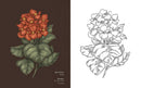 Floriography: An Illustrated Guide to the Victorian Language of Flowers (Volume 1) (Hidden Languages)